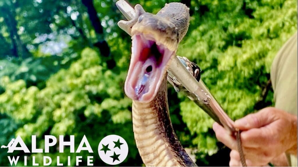 Humane snake control in Knox County TN